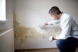 Trusted Front Royal, VA Mold Removal Experts